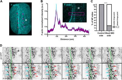 Somitic mesoderm morphogenesis is necessary for neural tube closure during Xenopus development